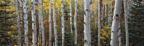 Tree Bark Is Beautiful Image